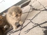 Scottish Fold Kedilerimiz  Yuvasını Arıyor