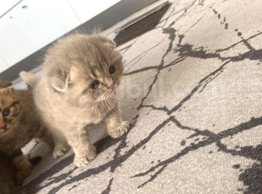Scottish Fold Kedilerimiz  Yuvasını Arıyor görsel