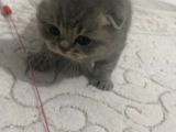 Scottish Fold Kedilerimiz  Yuvasını Arıyor