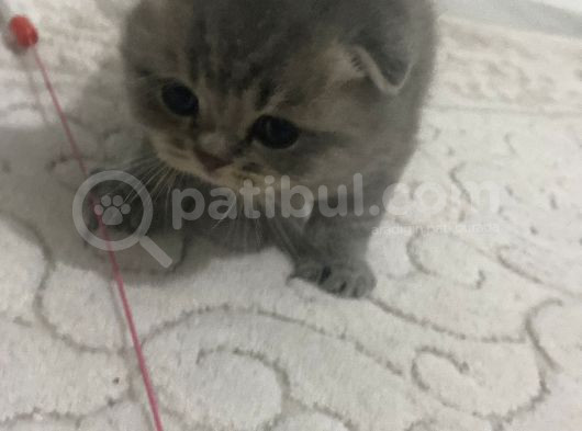 Scottish Fold Kedilerimiz  Yuvasını Arıyor görsel