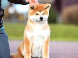 Çift Aşılı 3 Aylık Safkan Japon Akita Yavrumuz