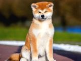 Çift Aşılı 3 Aylık Safkan Japon Akita Yavrumuz