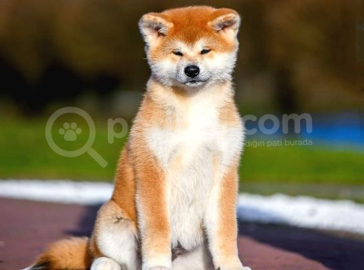 Çift Aşılı 3 Aylık Safkan Japon Akita Yavrumuz