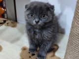 Scottish Fold Bebek