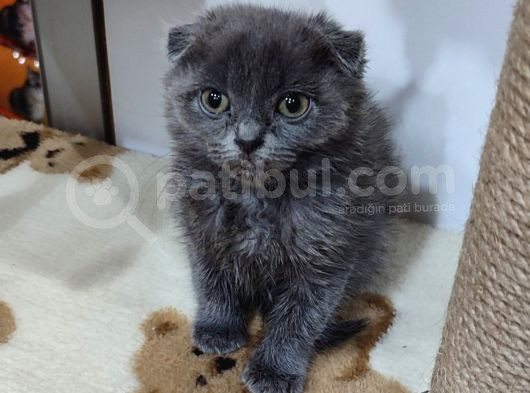 Scottish Fold Bebek görsel