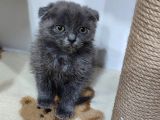 Scottish Fold Bebek