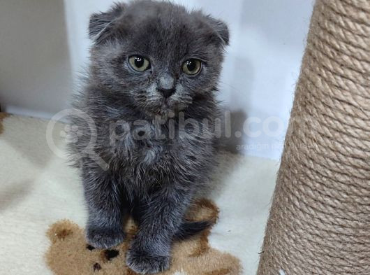 Scottish Fold Bebek görsel