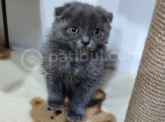 Scottish Fold Bebek görsel