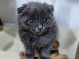 Scottish Fold Bebek
