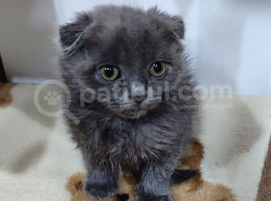 Scottish Fold Bebek