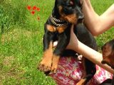 Estetikli Doberman yavrular