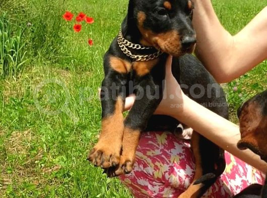 Estetikli Doberman Yavrular