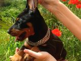 Estetikli Doberman Yavrular