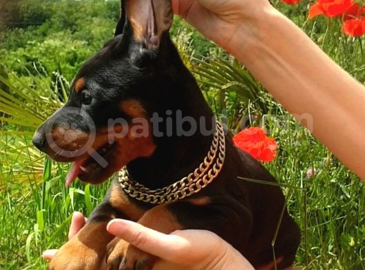 Estetikli Doberman Yavrular görsel