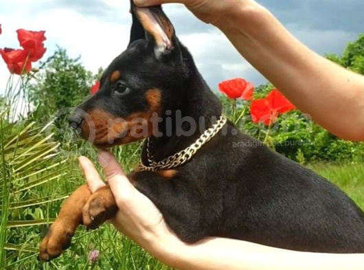 Estetikli Doberman Yavrular görsel