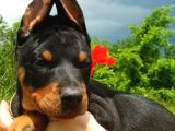 Estetikli Doberman Yavrular