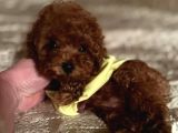 Mükemmel Toy Poodle Yavrular