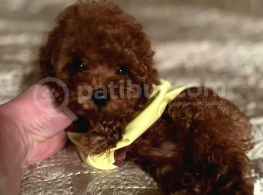 Mükemmel Toy Poodle Yavrular görsel