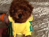 Mükemmel Toy Poodle Yavrular