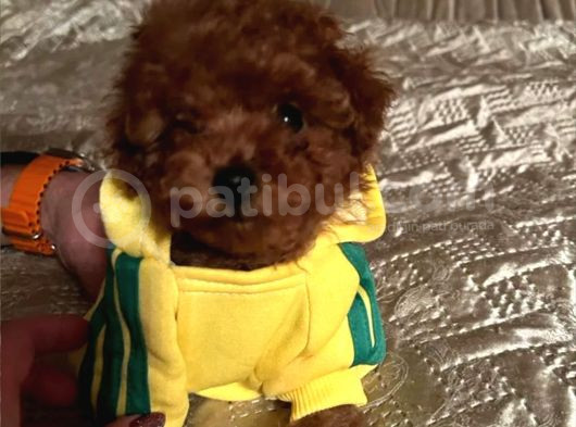 Mükemmel Toy Poodle Yavrular görsel
