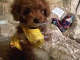 Mükemmel toy poodle yavrular
