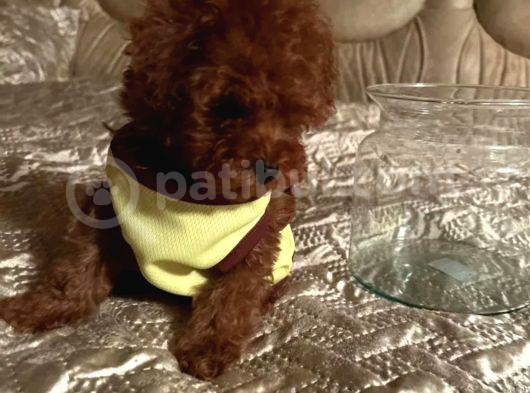 Mükemmel Toy Poodle Yavrular görsel