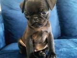 Siyah Pug Mops Yavrusu
