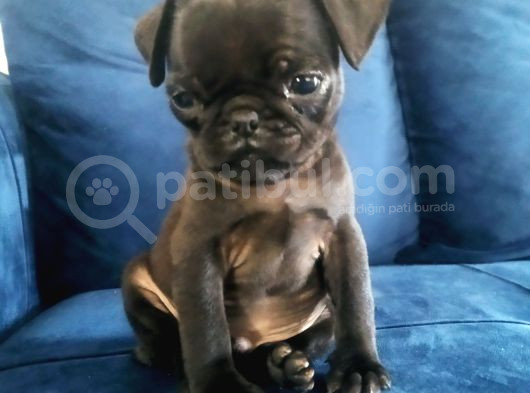 Siyah Pug Mops Yavrusu görsel