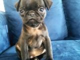 Siyah Pug Mops Yavrusu
