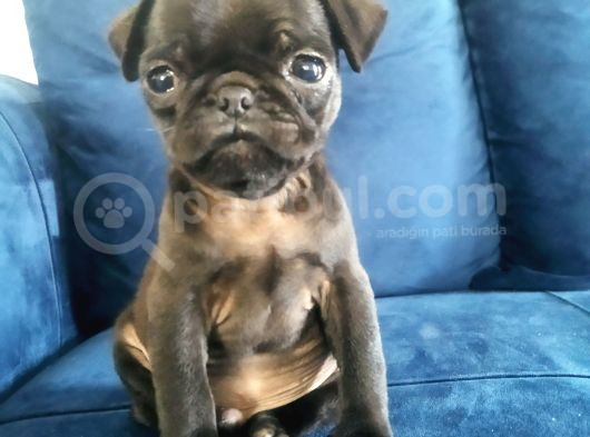 Siyah Pug Mops Yavrusu görsel