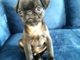 Siyah pug mops yavrusu