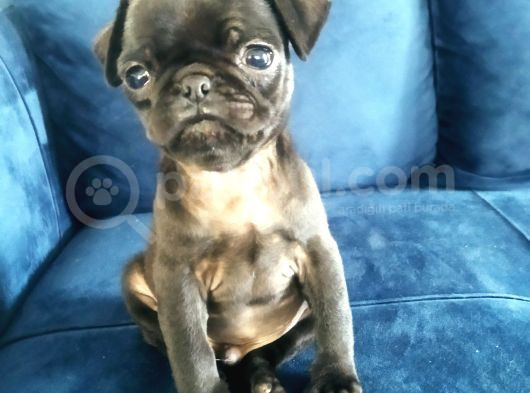 Siyah Pug Mops Yavrusu