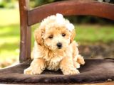 Kahve Tonlu Puppy Kıvırcık Tüylü MALTİPO CİNSİ Yavrular