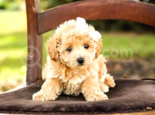 Kahve Tonlu Puppy Kıvırcık Tüylü Maltipo Cinsi Yavrular
