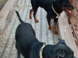 GÜVENLİK İÇİN ARAYANLARA ROTTWEILER