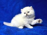 İpek Tüylü Ns1133 British Longhair