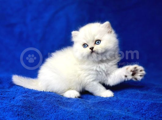 İpek Tüylü Ns1133 British Longhair görsel