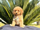 Mini Boy Puppy Kıpkırmızı Red Tooy Poodle