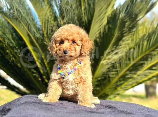 Mini Boy Puppy Kıpkırmızı Red Tooy Poodle görsel