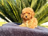 Mini boy puppy kıpkırmızı Red TOOY POODLE