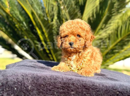 Mini Boy Puppy Kıpkırmızı Red Tooy Poodle