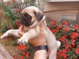 A Kali̇te Pug Mops Yavrular