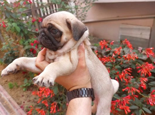 A Kali̇te Pug Mops Yavrular görsel