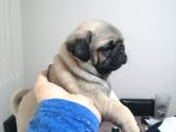 A Kali̇te Pug Mops Yavrular
