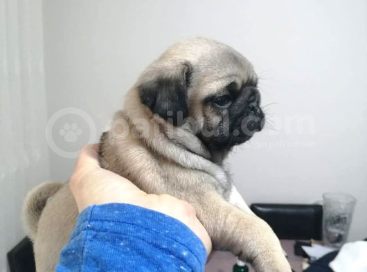 A Kali̇te Pug Mops Yavrular görsel