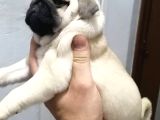 A Kali̇te Pug Mops Yavrular