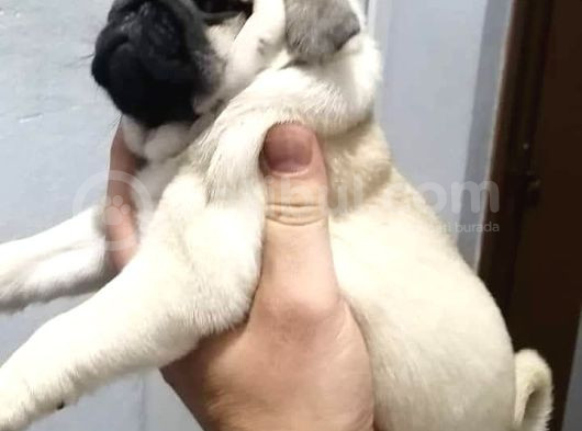 A Kali̇te Pug Mops Yavrular görsel