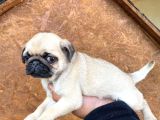 A KALİTE PUG MOPS YAVRULAR