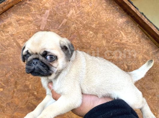 A Kali̇te Pug Mops Yavrular