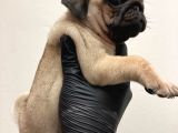 A Kali̇te Pug Mops Yavrular